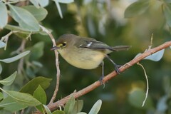 Vireo crassirostris
