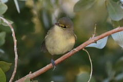Vireo crassirostris