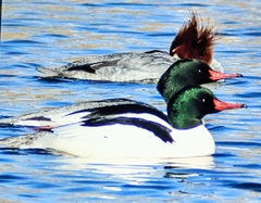 Mergus merganser americanus