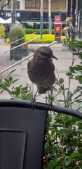 Mimus longicaudatus