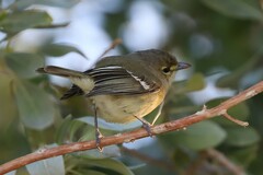 Vireo crassirostris