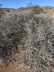 Ephedra nevadensis