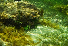 Caulerpa brownii