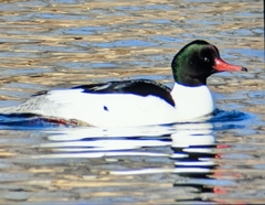 Mergus merganser americanus