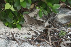 Mimus gundlachii