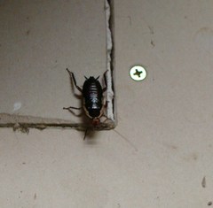 Drymaplaneta semivitta