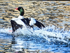 Mergus merganser americanus