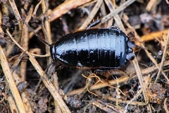 Loboptera decipiens