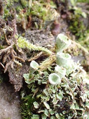 Cladonia humilis
