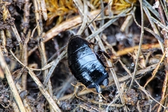 Loboptera decipiens