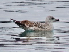 Larus argentatus