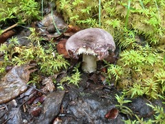 Lactarius trivialis