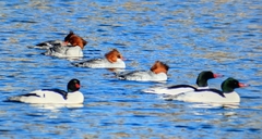 Mergus merganser americanus