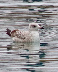 Larus argentatus