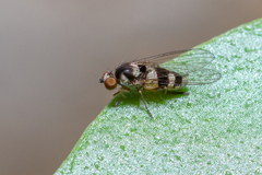 Callomyia dives