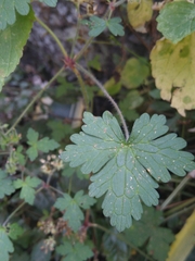 Geranium seemannii