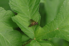 Chrysopilus flaveolus