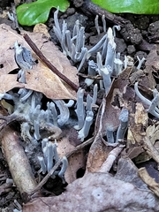 Clavulina floridana