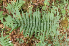 Dryopteris wallichiana