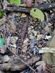 Clavulina floridana