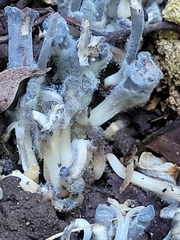 Clavulina floridana