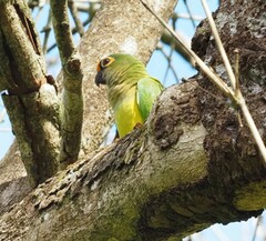Eupsittula aurea