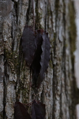 Bignonia