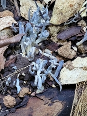 Clavulina floridana