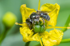 Lasioglossum viride