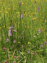 Dactylorhiza fuchsii