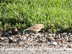 Carduelis citrinella