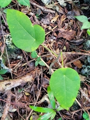 Jatropha hernandiifolia