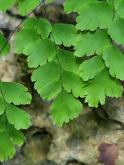 Adiantum tenerum