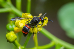 Ancistrocerus haematodes