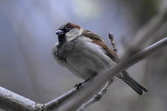 Passer domesticus