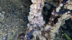 Salamandrina perspicillata