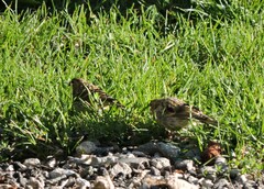 Carduelis citrinella