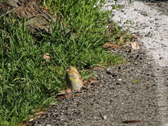 Carduelis citrinella