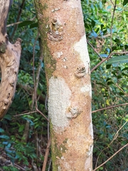 Sideroxylon foetidissimum