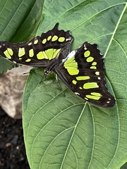 Morpho helenor peleides