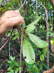 Sideroxylon foetidissimum