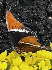 Morpho helenor peleides
