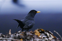 Turdus merula