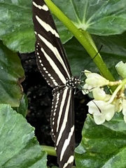 Morpho helenor peleides