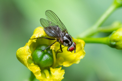 Anthomyia tempestatum