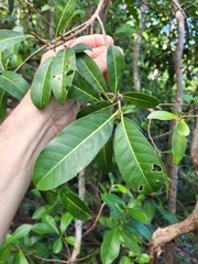 Sideroxylon foetidissimum