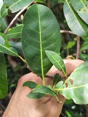 Sideroxylon foetidissimum