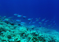 Caesio caerulaurea