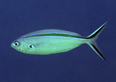 Caesio caerulaurea