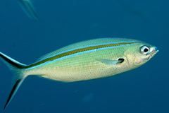 Caesio caerulaurea